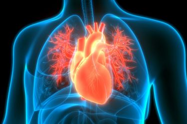 Heart